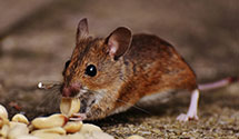 24 Hour & Emergency Exterminators in Junction City, WI